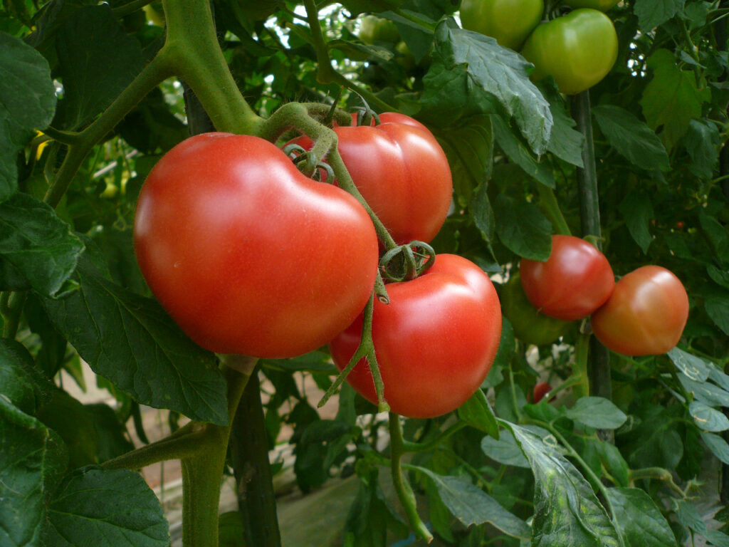 トマト収穫体験 サムネイル